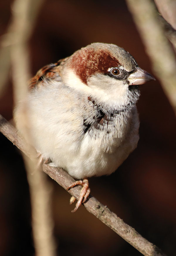 Haussperling Haussperling